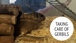 Taking care of Gerbils amp overview of the Savic Lugano Gerbil Cage [upl. by Yarod392]