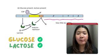 Regulation of the lac operon in bacteria [upl. by Ssecnirp]