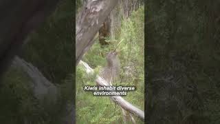 Kiwis wildlife kiwi animals birds shorts short facts video [upl. by Laniger]