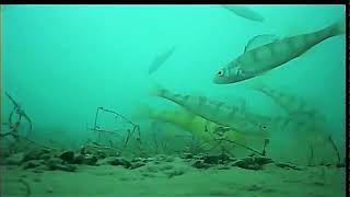 Hungry Fall Perch on Lake Simcoe [upl. by Lauralee]