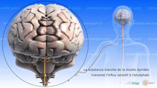 Anatomie La moelle épinière [upl. by Purse]