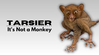 Tarsier A BigEyed Small Mammal  Natures Amazing Creature  A Fascinating Primate [upl. by Oninotna]