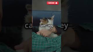 When Your Cat Acts Like a Comb is Stuck shorts cat pets [upl. by Lemahs]