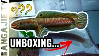 Channa Pulchra Red Strip  Unboxing [upl. by Onahpets]