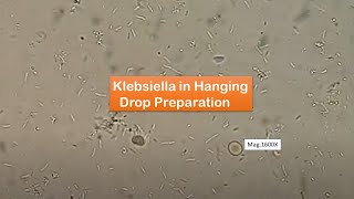 Klebsiella in Hanging Drop Preparation [upl. by Wilson]