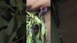 Baby Pygmy Possums 😍 [upl. by Anne778]