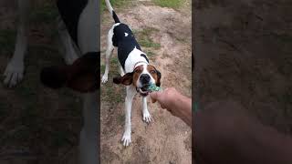 Treeing Walker Coonhound Jax playing and chasing a rope toy [upl. by Erdnaet165]