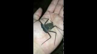 Wild Tailless Whip Scorpion [upl. by Iveksarap]