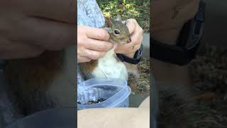 Cutest squirrel massage ever [upl. by Burkhardt]