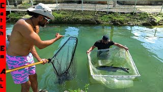 CATCHING Pet SHARKS Out of FRESHWATER POND [upl. by Namref877]