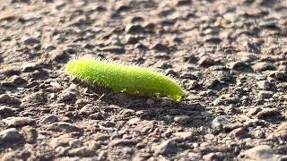 Raupe Nimmersatt muss schauen ob das Gras drüben grüner ist [upl. by Tawnya]