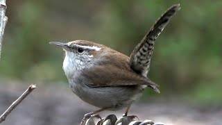 Alarm Calls of Bewicks wren [upl. by Knah]