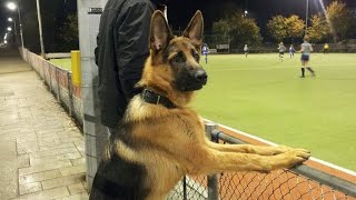 This German Shepherd Dog Is FUNNIER Than You Can Imagine 😂NEW Funny Dog Videos 2024 [upl. by Carlita326]