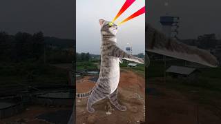 Billi bole meow meow cute cat short video song [upl. by Ativahs292]