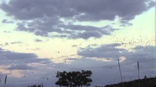 Bats fly at Carlsbad Caverns National Park Sep 2001 [upl. by Airekahs]