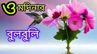 ও মদিনার বুলবুলি তোমার নামে ফুল তুলি  ০ Modinar Bulbuli  Islamic Song  আমিনুল সুর Gojol [upl. by Eenahpets92]