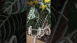 ZEBRA PLANT in BLOOMAphelandra Squarrosa With YELLOW FLOWERS Houseplant [upl. by Felty]