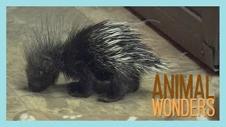 Baby Porcupine [upl. by Derfnam]