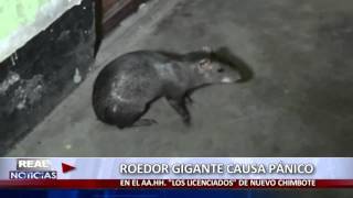 ROEDOR GIGANTE CAUSA PÁNICO [upl. by Ahsekam]