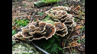 Schmetterlingstramete Bunter Porling Bunte Tramete Trametes Versicolor [upl. by Ramedlaw772]