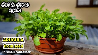 Growing Arugula in Small Space Rocket from Seed to Harvest Container garden [upl. by Animrelliug565]