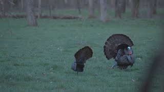 Illinois Turkey Hunting 2022  The Management Advantage [upl. by Olrac]