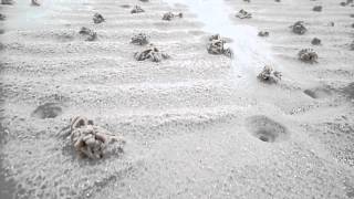 Lugworm Casts and Funnels Montfode Beach Ayrshire [upl. by Moneta]