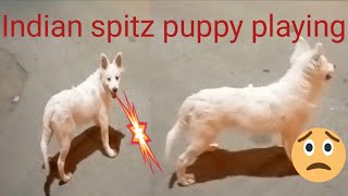 Indian spitz puppy playing  adorable puppy playing  Pomeranian puppy barking [upl. by Akimal991]