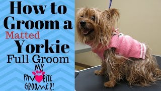 How to Groom a Yorkie Matted [upl. by Anida]