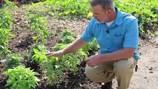 Sweet basil Ocimum basilicum  Plant Identification [upl. by Maxentia]