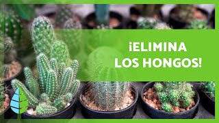 8 FUNGICIDAS CASEROS para CACTUS 🌵  ¿Cómo usarlos [upl. by Otrevlig]