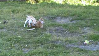 Chihuahua Mia and TJ mating so funny [upl. by Yelats]