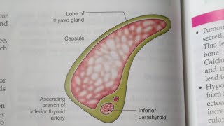 PARATHYROID GLANDS ANATOMYNOTESBDCHAURASIA HEADNECK AND BRAIN ANATOMY [upl. by Durtschi641]