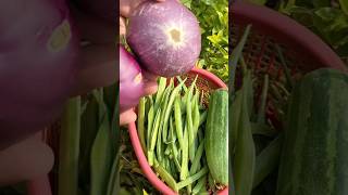 Vegetables harvesting in our garden 🏡 gardening VDSstylei2z ytshorts [upl. by Eicyaj482]