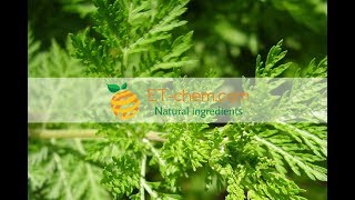 Artemisinin Artemisia annua Sweet wormwood extractbenefitsproduction 2018 [upl. by Grochow345]