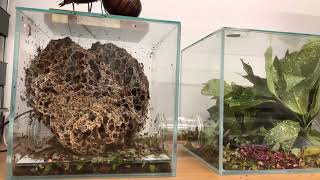 2 Weeks of Atta Cephalotes fungus growth  Leaf Cutter Ants  Intermittent Timelapse [upl. by Alurd]