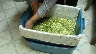 How to grow Mung bean sprouts 5 step by step part 1 wmv [upl. by Myrtice]