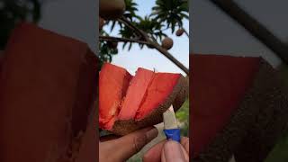 Mamey Sapote sawo [upl. by Granny51]