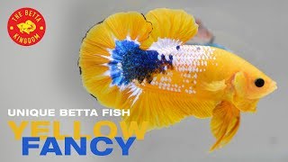 IKAN CUPANG YELLOW FANCY  UNIQUE BETTA FISH [upl. by Mehs]