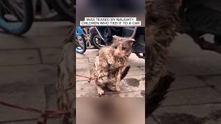 Poor Cat treated like a Toy 😿💔 shorts cat rescue [upl. by Fotinas534]