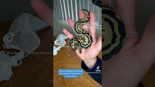 Unboxing our Batman Ball Python ballpython pets snake reptiles shorts viral fyp unboxing [upl. by Hsac]