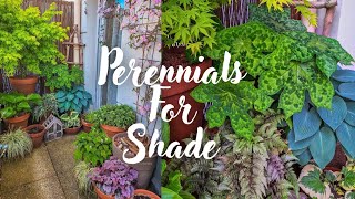 My Top 6 Perennials For Shady Container Gardens [upl. by Acnairb]