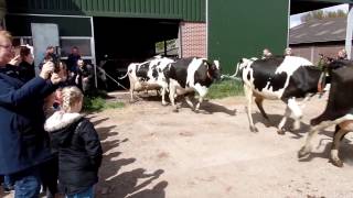 Koeiendans 2017 Heenvliet Cow Dance [upl. by Mcgill]