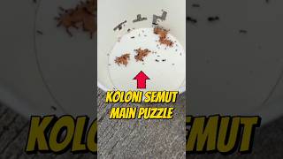 TANTANG KOLONI SEMUT MAIN PUZZLE 🧩 eksperimen kolonisemut semut semuthitam shorts [upl. by Peti]