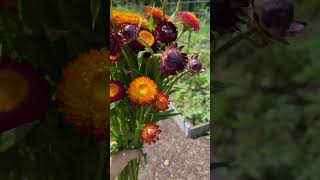 Strawflower is one of my favorites asmrsounds [upl. by Etnovert]