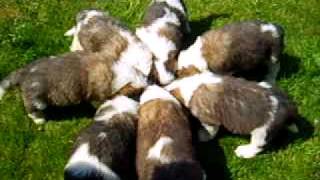 St Bernard Puppies [upl. by Dante366]