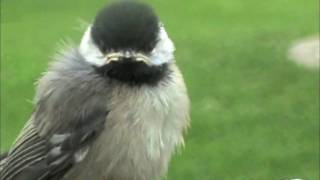 baby chickadee bird [upl. by Yurik183]