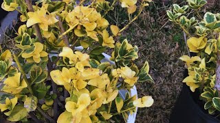 Drastic Golden Euonymus Garden Experiment Week 0 [upl. by Now]