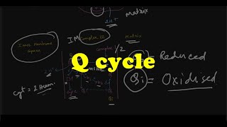 Q cycle in detail  HINDI [upl. by Nnybor]