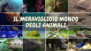 Il Regno degli animali [upl. by Kendra]